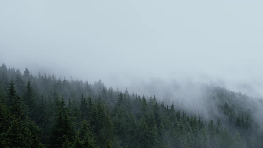 Pine forest in the mountains covered in mist