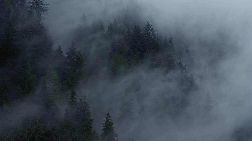 Clouds and fog cover evergreen trees