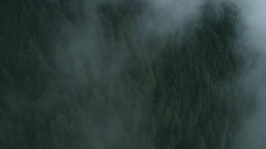 Aerial view of trees in a forest with clouds over them
