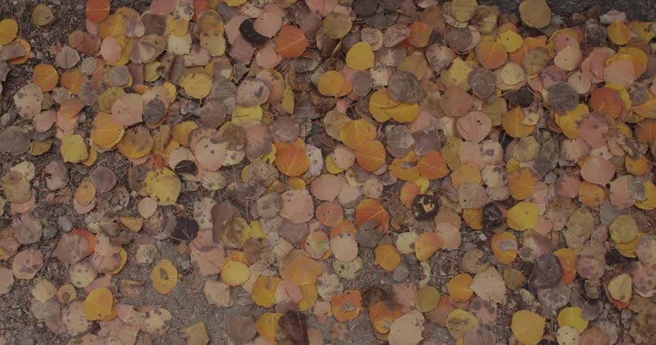 An autumn wind blowing colorful leaves around on the ground