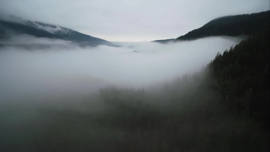 Fog and clouds cover trees on a mountain slope