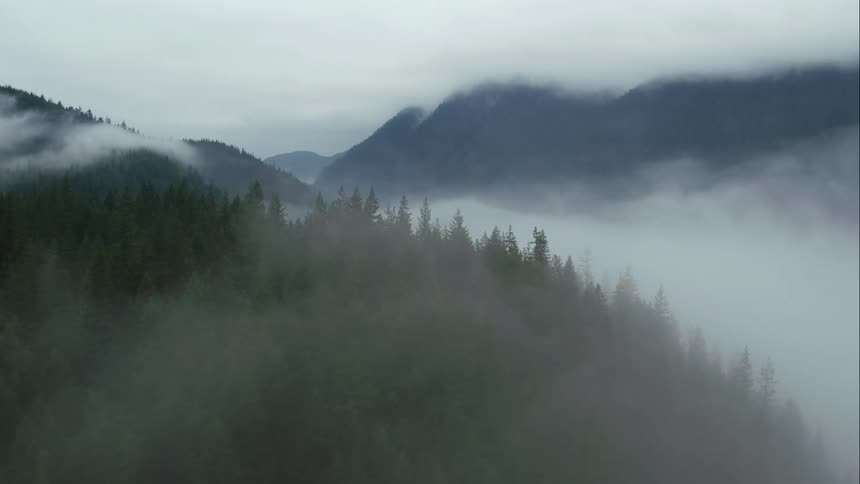 Fog covering a forest