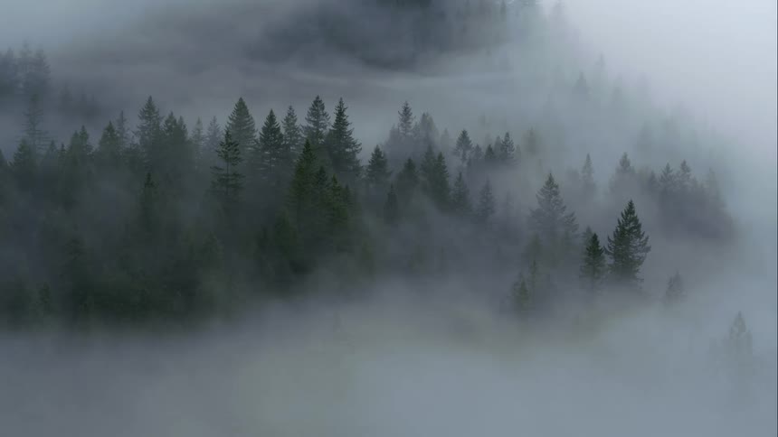 A fog bank moves into a coniferous forest