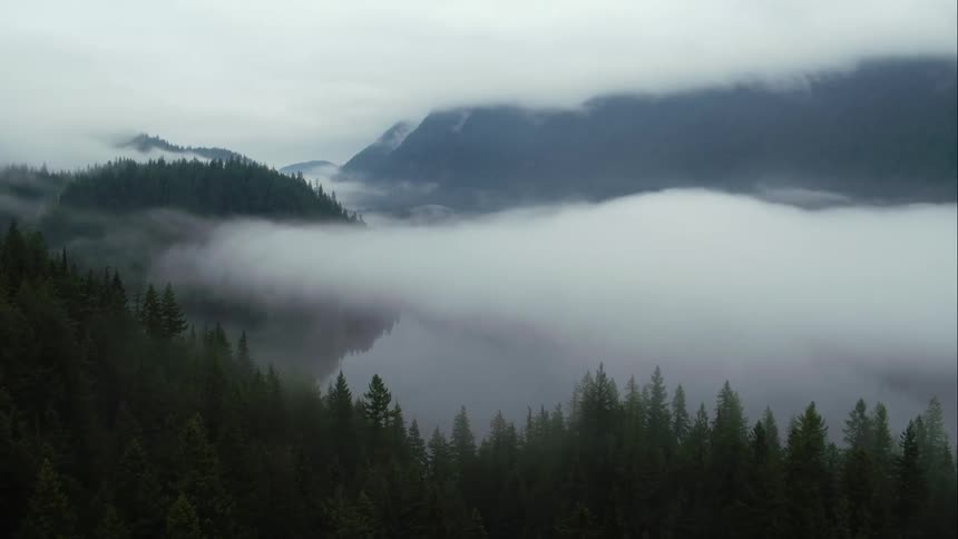 Fog blankets a forest growing on some hills