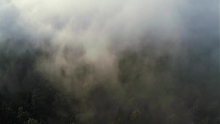 Sunlight catches lifting fog over forest at dawn