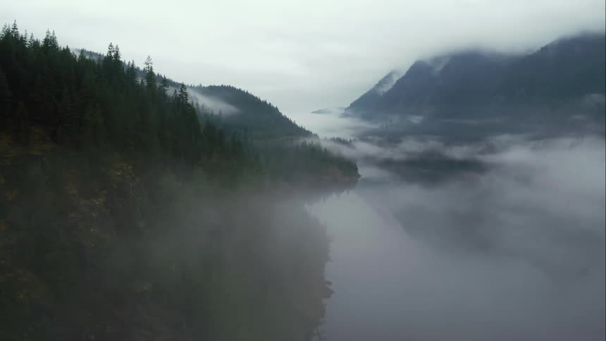A forest on a mountain slope shrouded in fog and mist