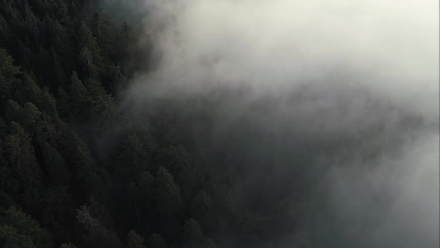 Fog swirls around forest as dawn sun pokes through