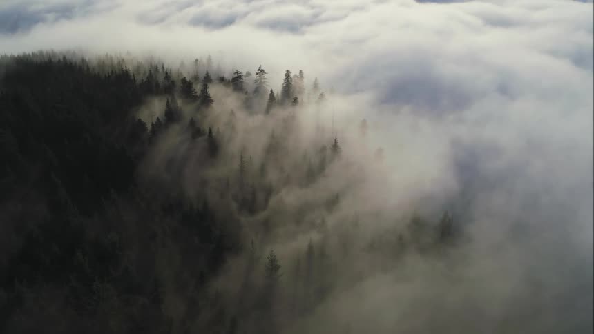 Thick fog flows across ground obscuring part of conifer forest