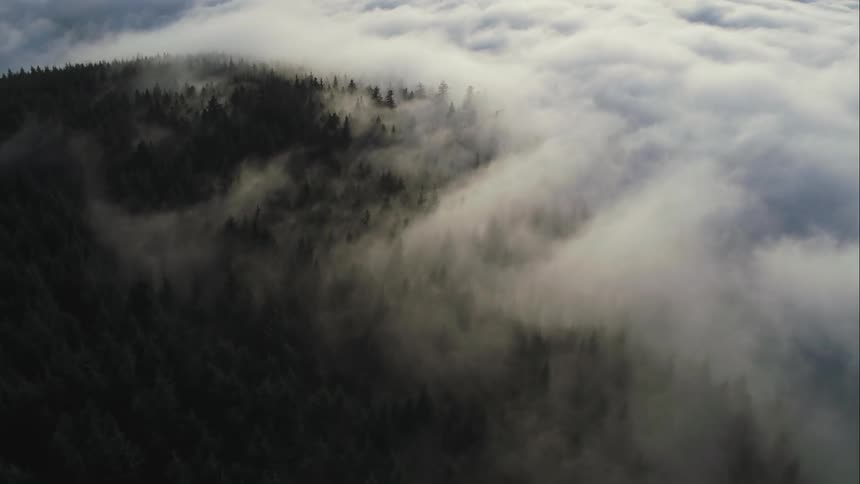 Sunrise cuts beams of light through low hanging fog over mountain forest