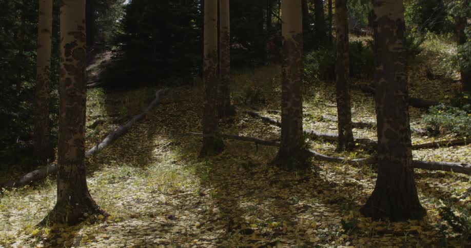 A forest sits on a hill on a windy day
