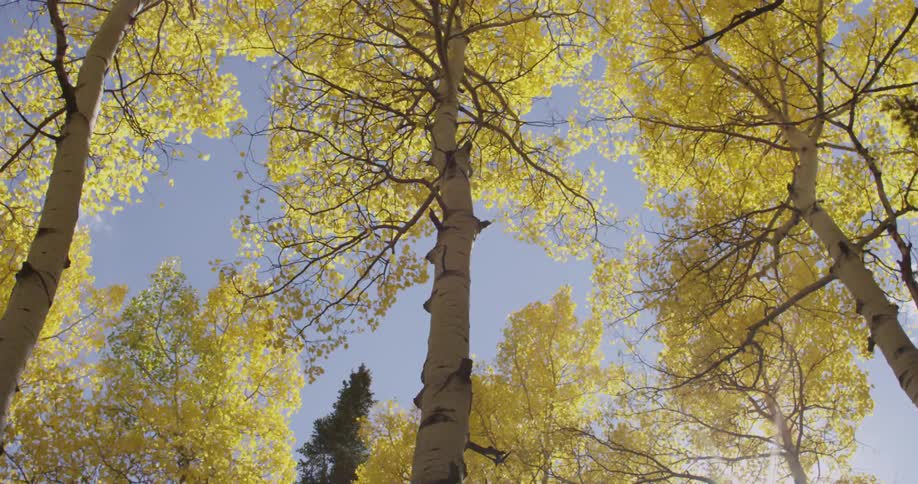 Birch trees with golden leaves sway in the wind