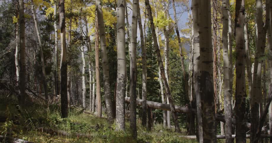 Leaves and grasses in a forest being blown by wind