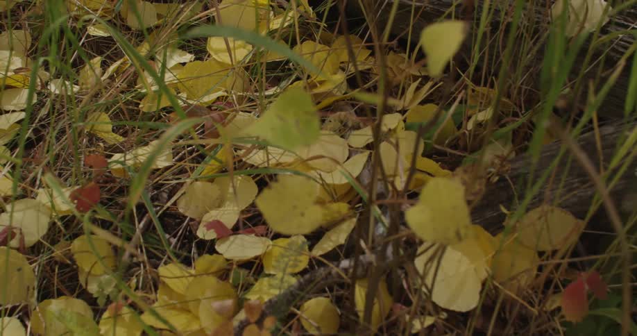 The wind blows grass and yellowed leaves