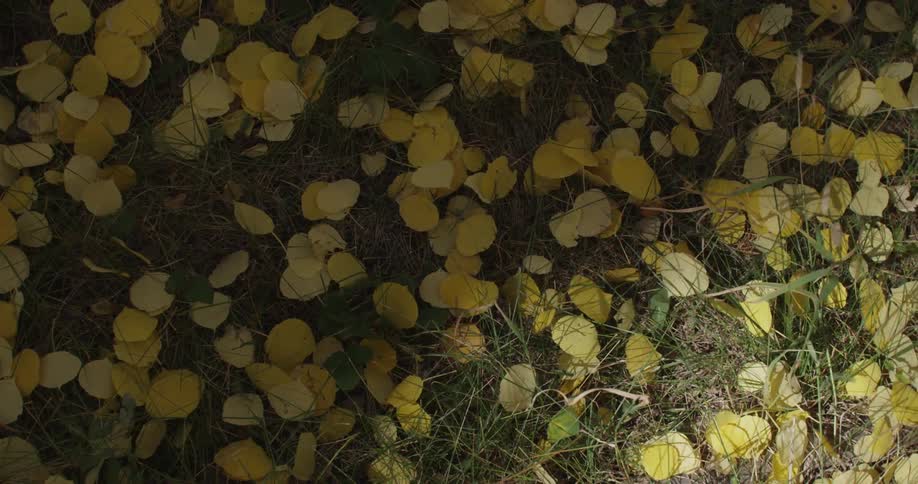 An autumn breeze rustling grass