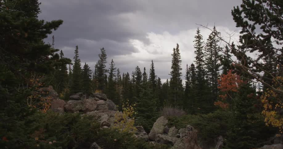 Wind is blowing trees in a forest