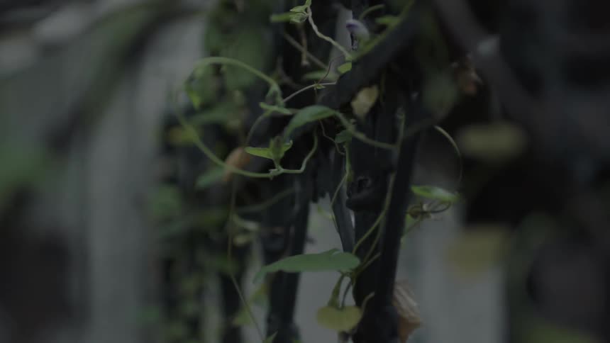 Vines twist around a metal fence