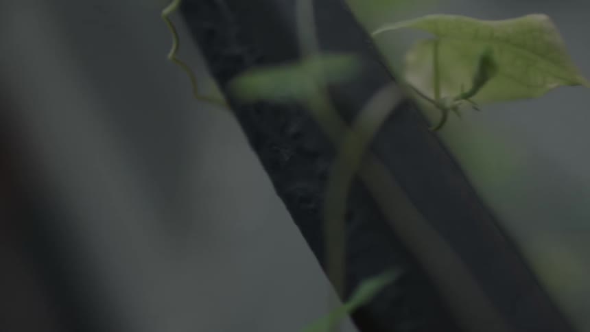 Macro shot of plant tendrils clinging to an iron fence