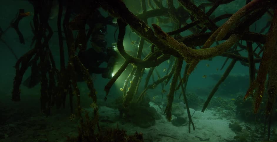 A scuba diver swimming near seaweed on an ocean floor