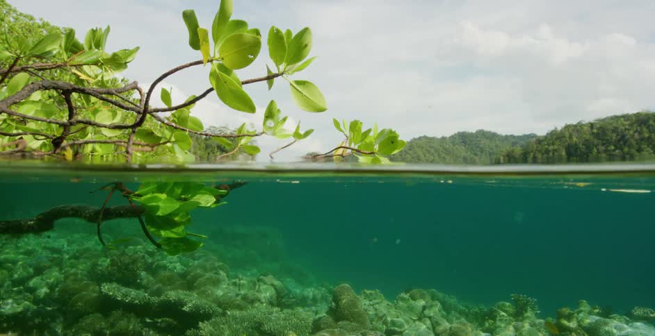 Ocean plants halfway submerged underwater above a small coral reef
