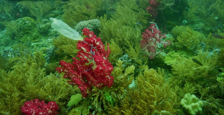 A coral reef underwater with seaweed and fishes swimming