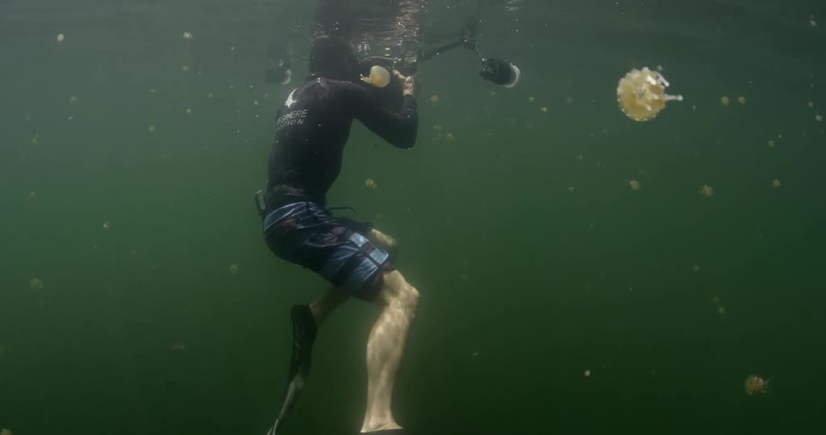 A man diving under water takes pictures of jelly fish