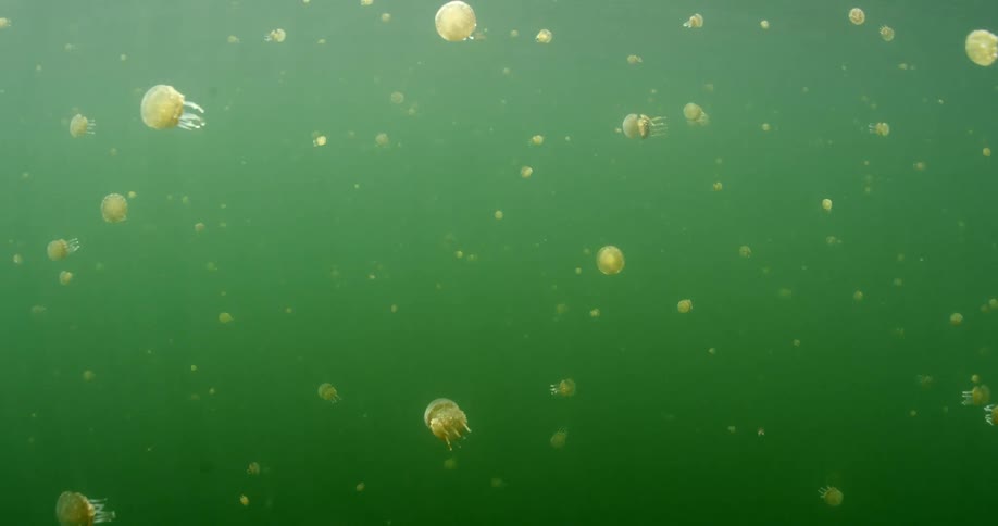 A large group of small jellyfish swim under the sea during the day