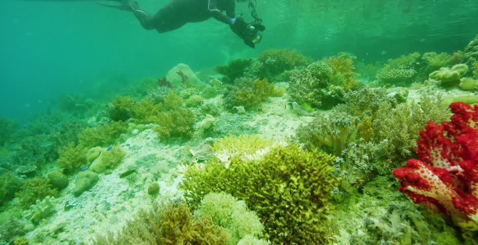 Underwater with scuba diver holding a camera looking at a coral reef