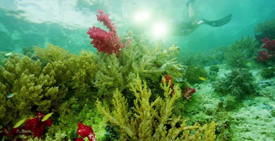 A diver uses an underwater camera to film sea life near the sea floor