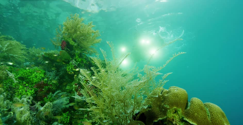 A person is scuba diving under water
