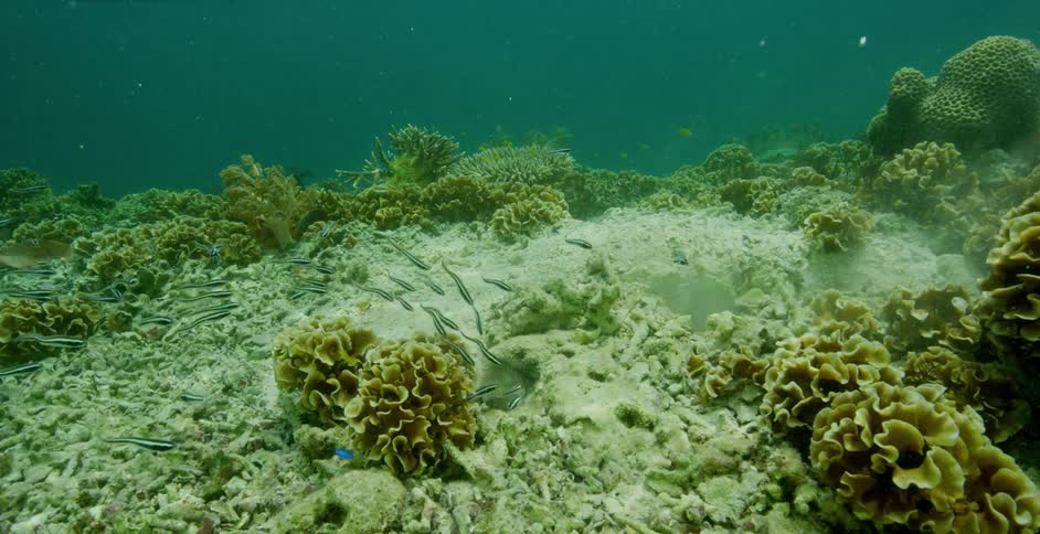 A school of fish swimming into a hole on the ocean floor