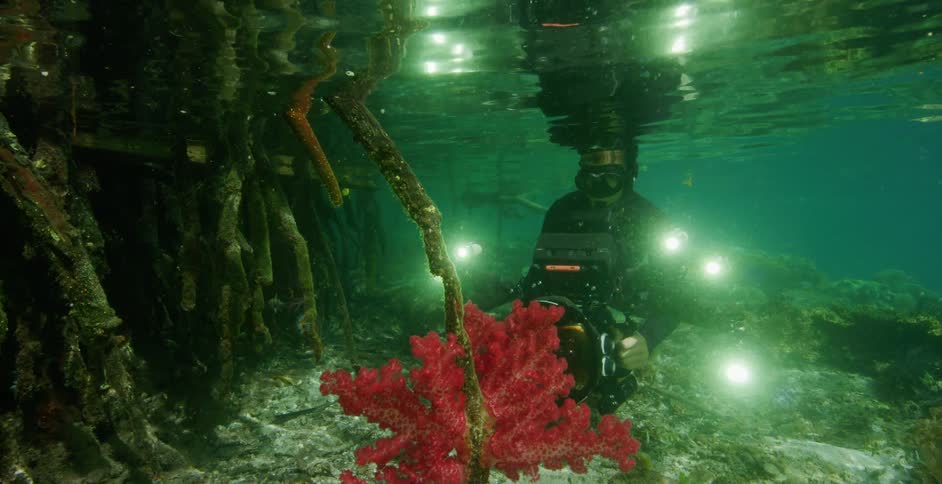 A person is snorkeling and underwater just below the surface of the water