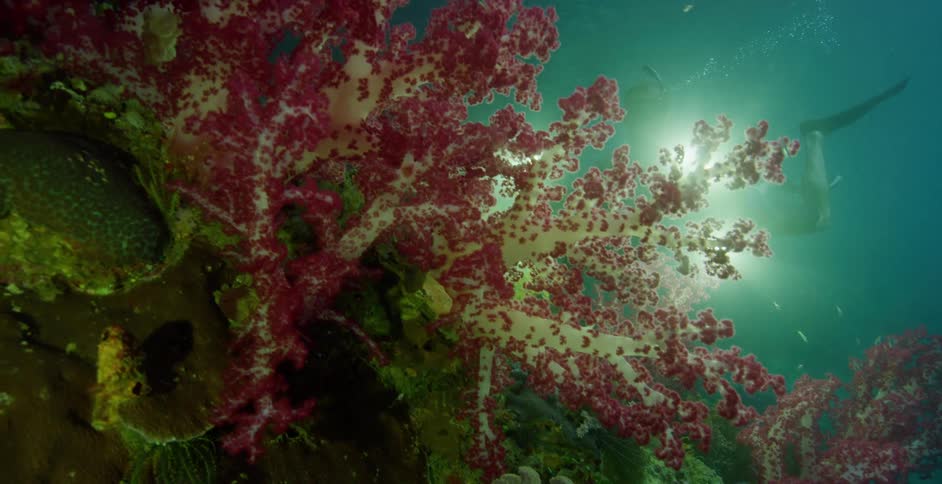 A scuba diver is underwater holding a camera swimming near a coral reef