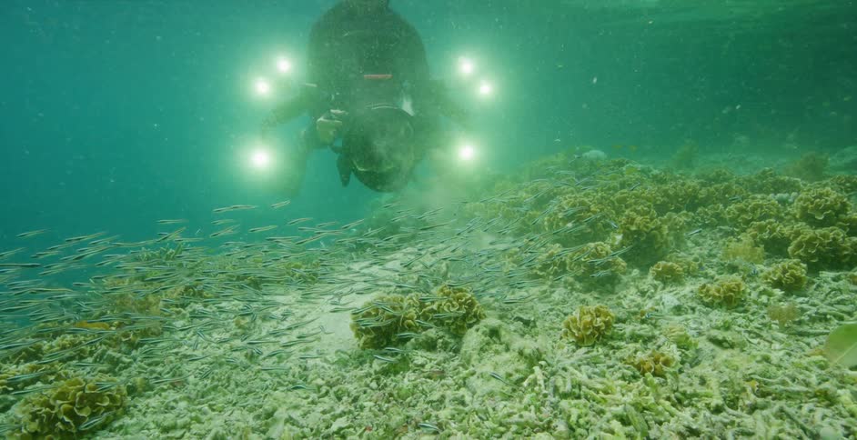 Scuba diver with a camera films sea life underwater swimming through a coral reef