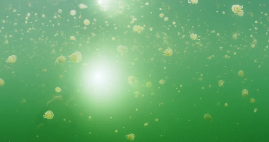 A diver is filming the jellyfish underwater