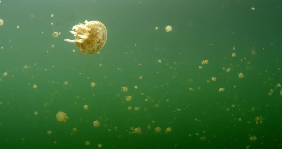 Close up of jellyfish underwater with light