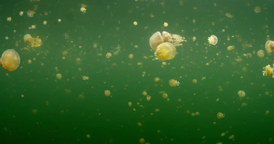 School of jellyfish underwater