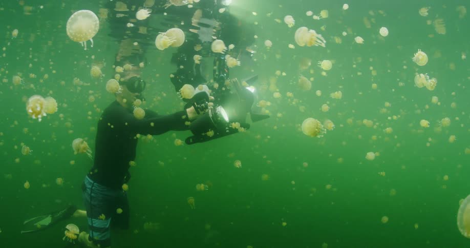 Person holding a camera underwater with jellyfish