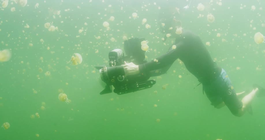 A man takes pictures of jellyfish under water
