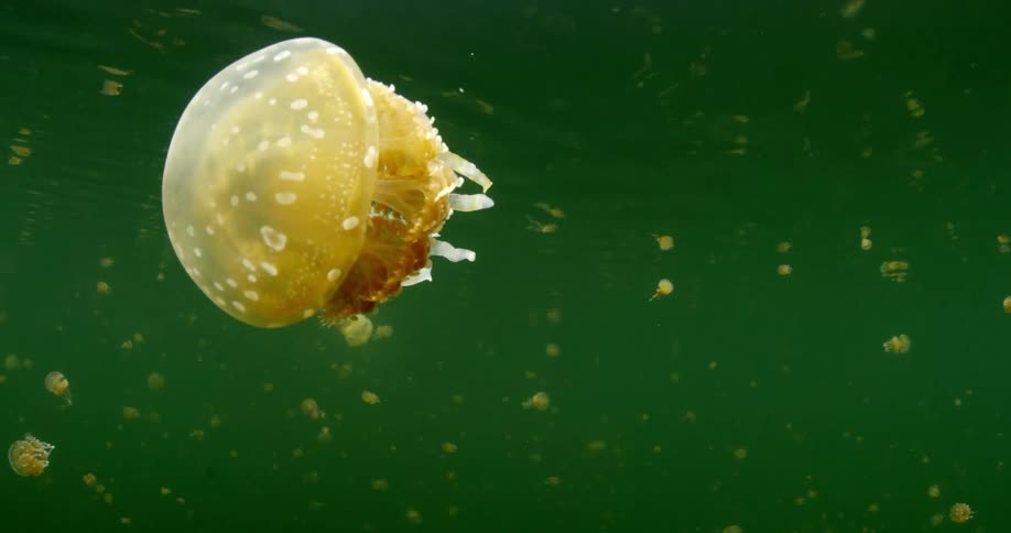 Yellow jellyfish swims underwater towards the surface