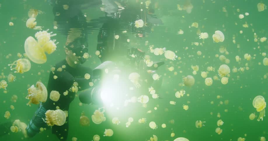 A underwater camera operator films small jellyfish near the surface the ocean