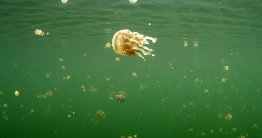 Hundreds of jellyfish slowly moving underwater