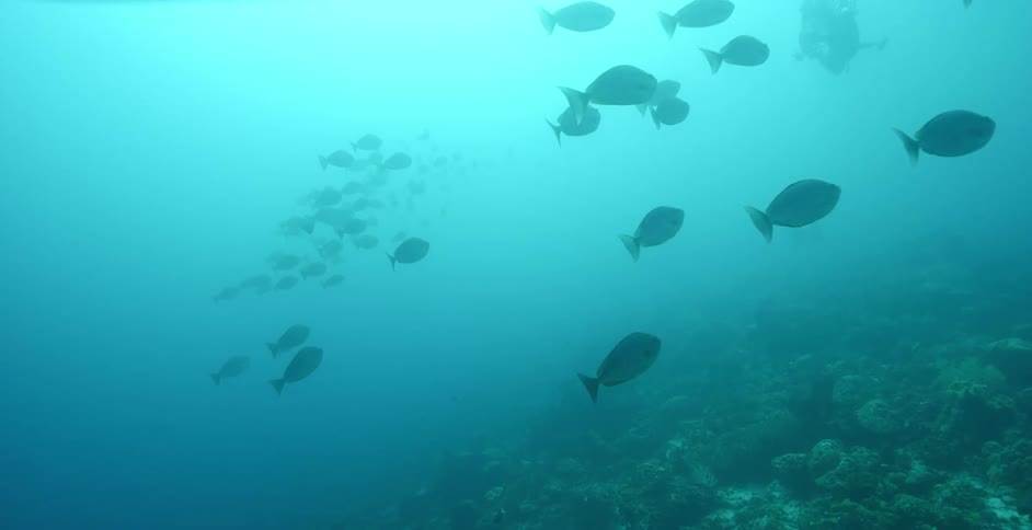 A school of fish swim past a diver near the sea floor during the day
