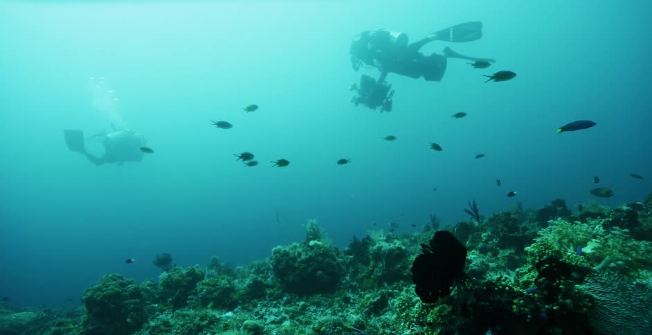 People scuba diving underwater with cameras and fishes