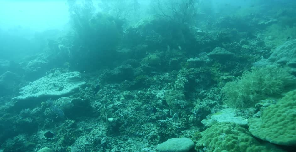 Fish swimming around coral under water