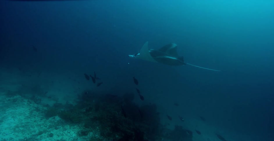 A manta ray swimming under water