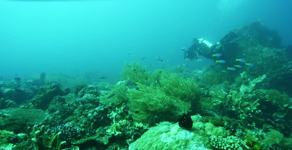 A scuba diver swimming over coral reef in ocean water