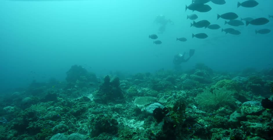 A diver swimming under water with the fish