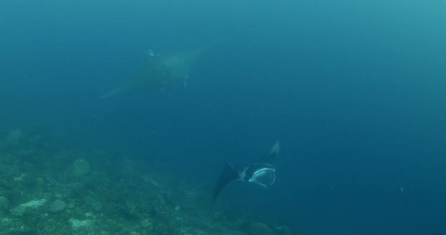 Fish are swimming in the ocean