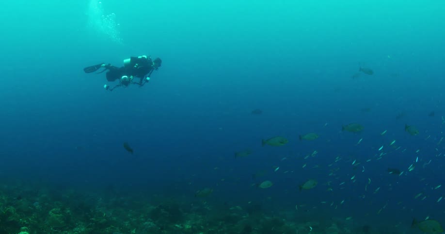 A diver swims closer toward a school of fish in the ocean