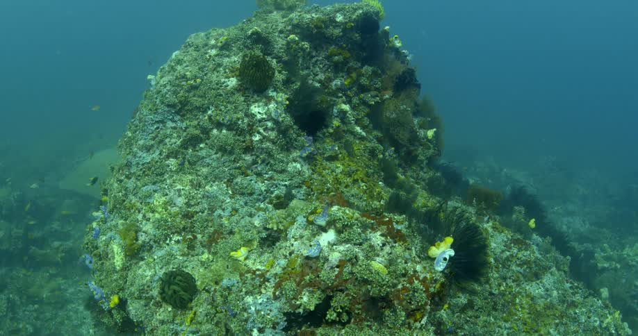 A coral reef underwater with fishes